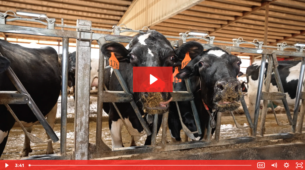 Episode 4: The Power of Fresh Feed for More Milkings